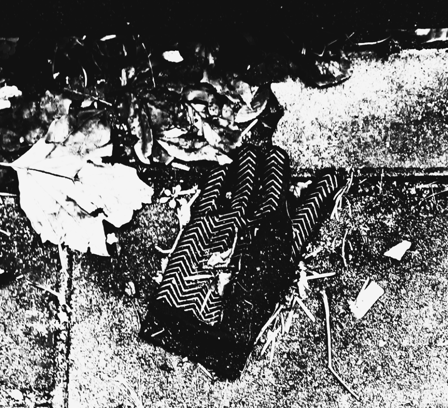 GLOVES 4 (LES FEUILLES MORTES) (FOTO)