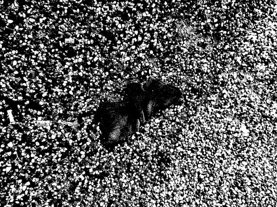 GLOVES 16 (GRAVEYARD) (FOTO)